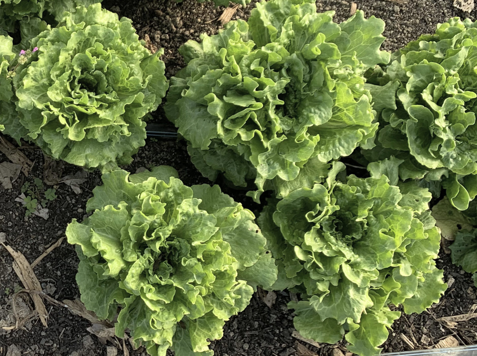 Quan Yin Batavian Lettuce